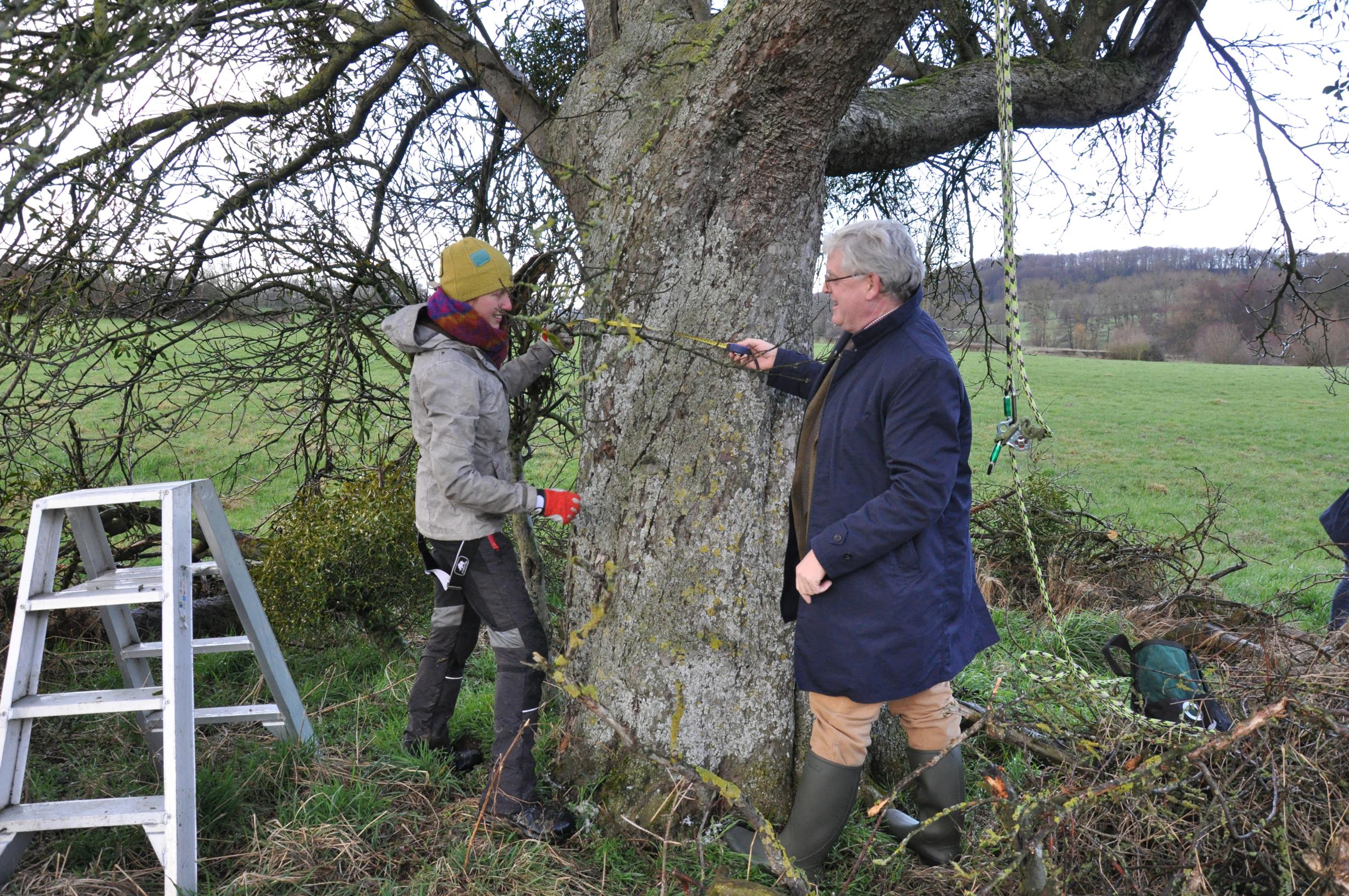 Oudste en dikste appelboom van het land krijgt snoeibeurt | HBVL