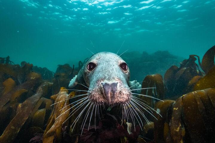 Zo zag je de Noordzee nog nooit: “Als je een steen in het water gooit