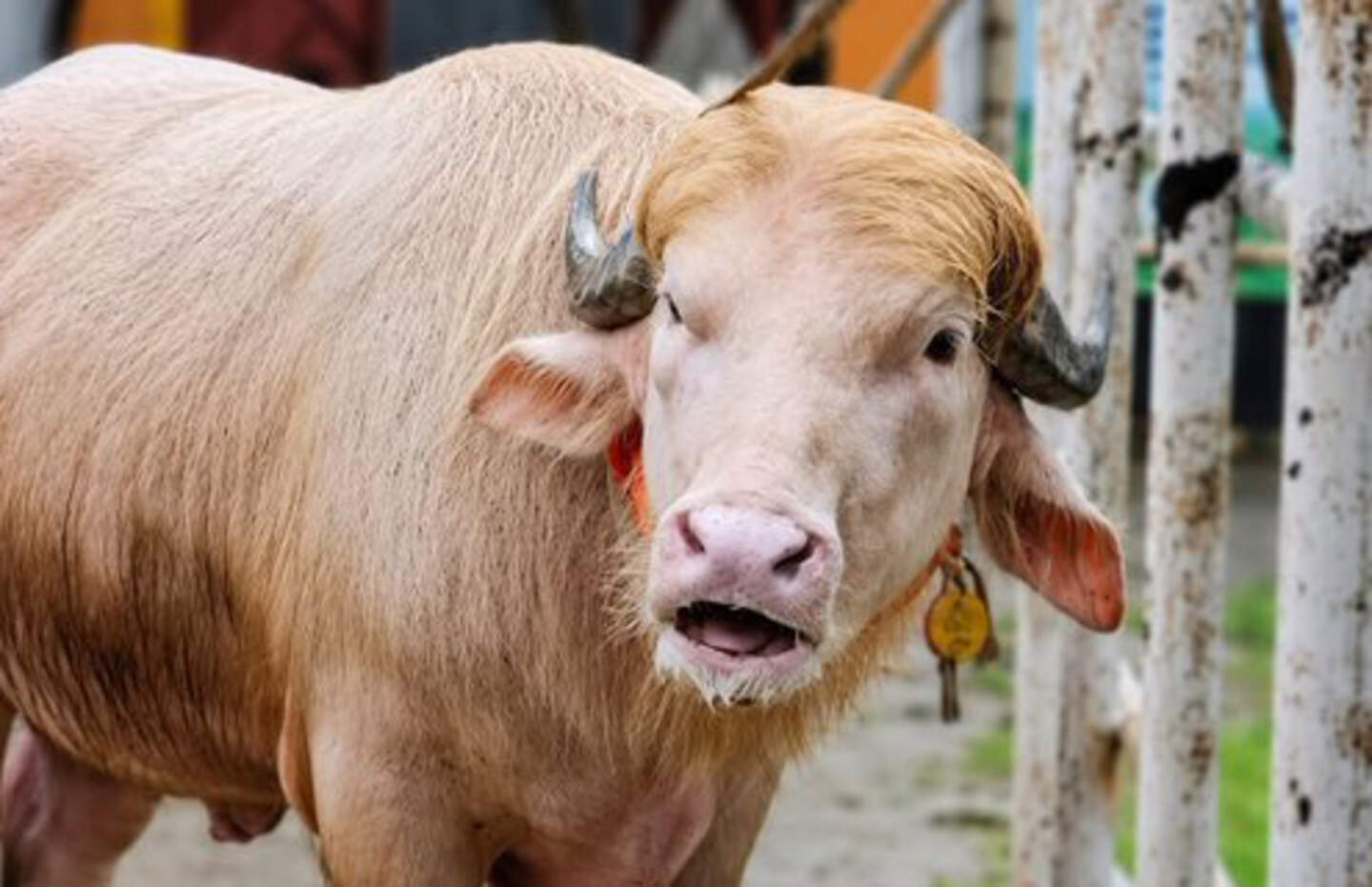 Boerderij trekt veel bezoekers door buffel die “op Donald Trump lijkt ...